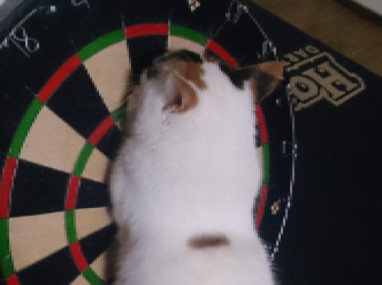 Blue room  볼링장