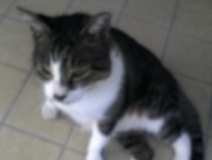 user picture